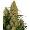NEW - SENSI SEEDS - STICKY ORANGE XXL AUTO - 3 SEMI