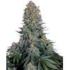 NEW - SENSI SEEDS - BLUE SKUNK FEM - 3 SEMI