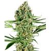 NEW - SENSI SEEDS - CRITICAL RUNTZ FEM - 1 SEME