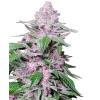 SENSI SEEDS - PURPLE COOKIE KUSH FEM - 3 SEMI