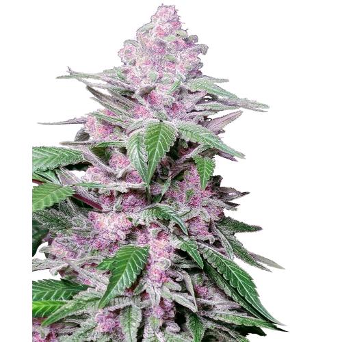 SENSI SEEDS - PURPLE COOKIE KUSH FEM - 5 SEEDS