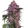 SENSI SEEDS - SENSI PURPLE KUSH FEM - 3 SEEDS