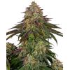 SENSI SEEDS - SWEET CHERRY KUSH FEM - 3 SEMI