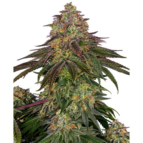 SENSI SEEDS - SWEET CHERRY KUSH FEM - 5 SEEDS