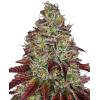 NEW - WHITE LABEL - WHITE CHEESE FEM - 1 SEME