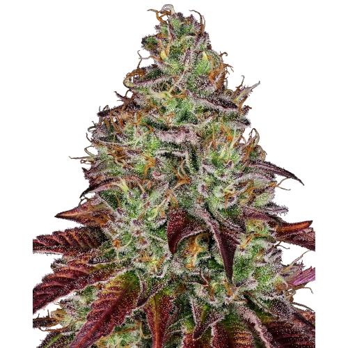WHITE LABEL - WHITE CHEESE FEM - 5 SEEDS