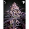 GREEN HOUSE - KING'S JUICE - 10 SEEDS
