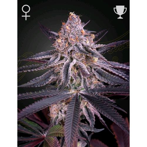 GREEN HOUSE - KING'S JUICE FEM - 5 SEMI