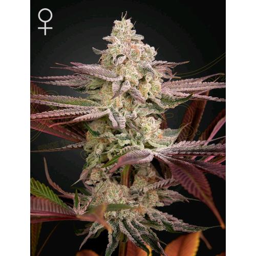 GREEN HOUSE - CHEMICAL BRIDE - 5 SEEDS