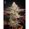 GREEN HOUSE - CHEMICAL BRIDE - 3 SEEDS