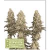 NEW - SEED STOCKERS - MACK & CRACK FEM - 3 SEMI