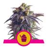 ROYAL QUEEN SEEDS - SUNDAE DRIVER FEM - 3 SEME - USA PREMIUM 