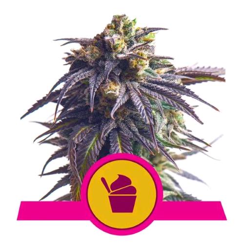 ROYAL QUEEN SEEDS - SUNDAE DRIVER FEM - 5 SEED - USA PREMIUM 