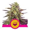 NEW - ROYAL QUEEN SEEDS - BISCOTTI FEM - 1 SEME 