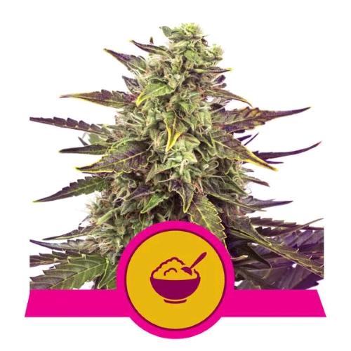ROYAL QUEEN SEEDS - WEDDING CAKE FEM - 10 SEME  - USA PREMIUM 