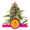 NEW - ROYAL QUEEN SEEDS - APPLE FRITTER FEM - 1 SEME 