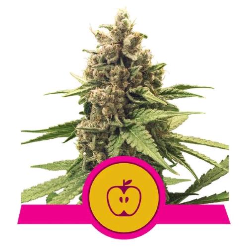 ROYAL QUEEN SEEDS - APPLE FRITTER FEM - 10 SEMI - USA PREMIUM 
