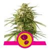 NEW - ROYAL QUEEN SEEDS - GUSHERS FEM - 1 SEME 