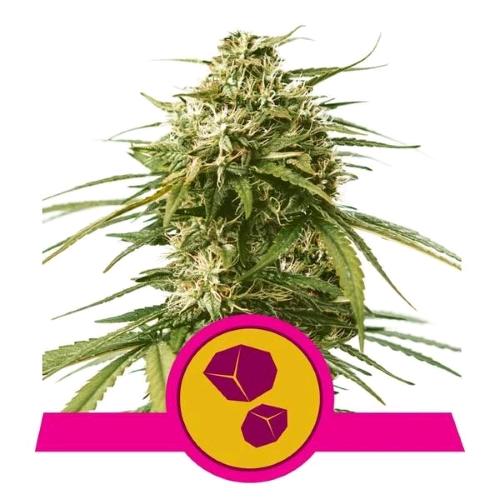 ROYAL QUEEN SEEDS - GUSHERS FEM - 10 SEMI - USA PREMIUM 