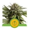 NEW - ROYAL QUEEN SEEDS - APPLE FRITTER AUTO - 1 SEME