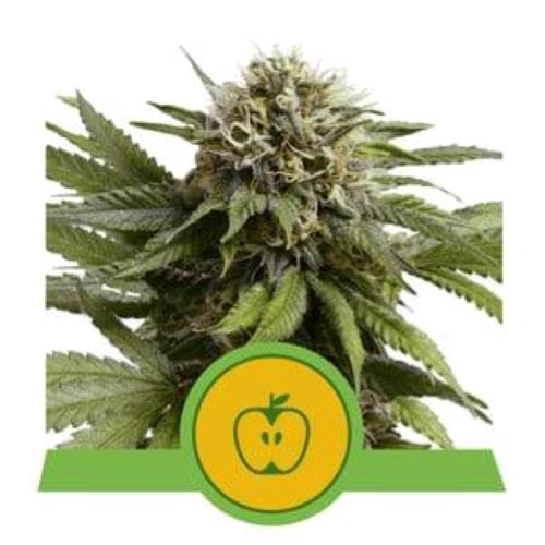 ROYAL QUEEN SEEDS - APPLE FRITTER AUTO - 3 SEMI - USA PREMIUM 