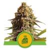 NEW - ROYAL QUEEN SEEDS - WEDDING CAKE AUTO - 1 SEME