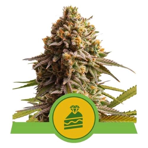 ROYAL QUEEN SEEDS - CHERRY PIE AUTO - 1 SEME 