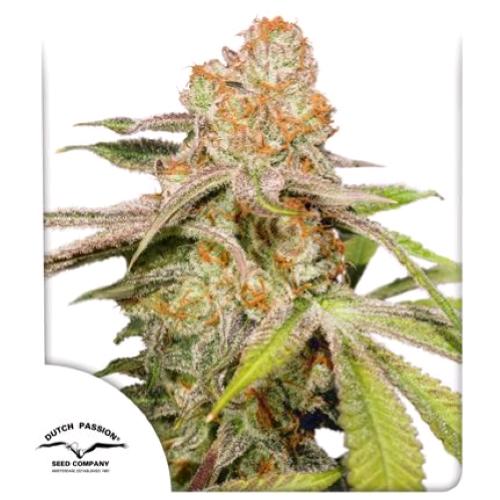 DUTCH PASSION - AUTO MAC #1 - 3 SEEDS