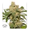 DUTCH PASSION - AUTO OH MY GUSHER - 3 SEEDS