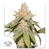 DUTCH PASSION - AUTO SFV OG - 3 SEMI 