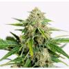 HUMBOLDT SEEDS - AMNESIA CBD PURE AUTO - 3 SEMI