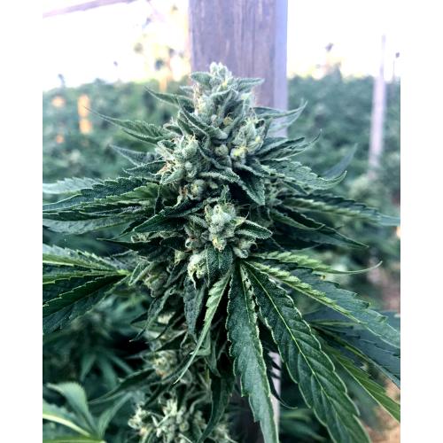 HUMBOLDT SEEDS - CINNAMON BUDDHA OG FEM - 5 SEEDS