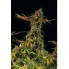 HUMBOLDT SEEDS - BLUEBERRY HEADBAND FEM - 10 SEMI