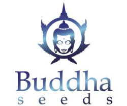 Buddha Seeds