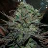 DELICIOUS SEEDS - ELEVEN ROSES AUTO - 10 SEMI