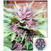 DELICIOUS SEEDS - DARK PURPLE AUTO - 1 SEME