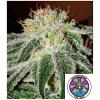 DELICIOUS SEEDS - BLACK RUSSIAN FEM - 3 SEMI