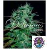 DELICIOUS SEEDS - CHOCOBANG FEM - 3 SEMI