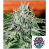 DELICIOUS SEEDS - CRITICAL JACK HERER FEM - 3 SEMI