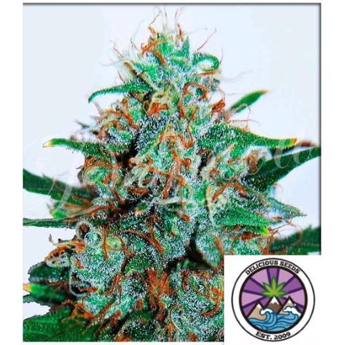 DELICIOUS SEEDS - CRITICAL NEVILLE HAZE AUTO - 1 SEEDS