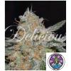 DELICIOUS SEEDS - CRITICAL NEVILLE HAZE 2.0 FEM - 1 SEME
