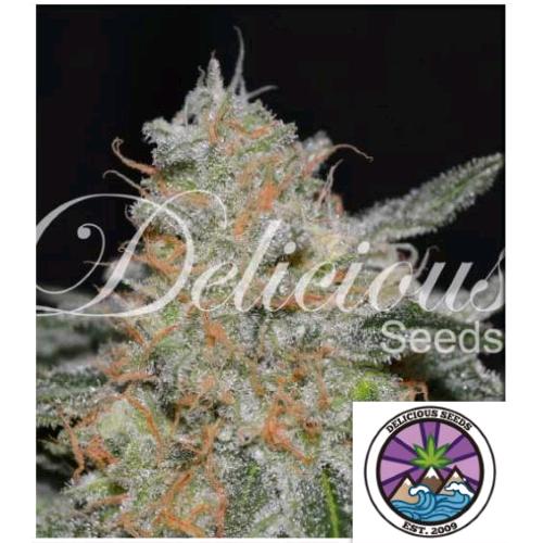 DELICIOUS SEEDS - CRITICAL NEVILLE HAZE 2.0 FEM - 5 SEMI