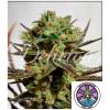 DELICIOUS SEEDS - DELICIOUS CANDY FEM - 3 SEMI