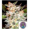 DELICIOUS SEEDS - DELICIOUS CANDY AUTO - 3 SEMI