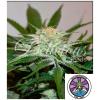 DELICIOUS SEEDS - DESCOJACK FEM - 1 SEME 
