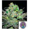 DELICIOUS SEEDS - ELEVEN ROSES FEM - 3 SEMI