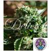 DELICIOUS SEEDS - IL DIAVOLO AUTO - 3 SEMI