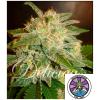 DELICIOUS SEEDS - LA BELLA AFRODITA AUTO - 3 SEMI