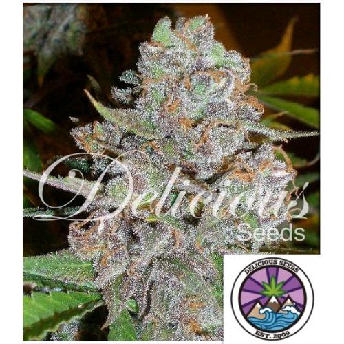 DELICIOUS SEEDS - LA DIVA FEM - 5 SEEDS