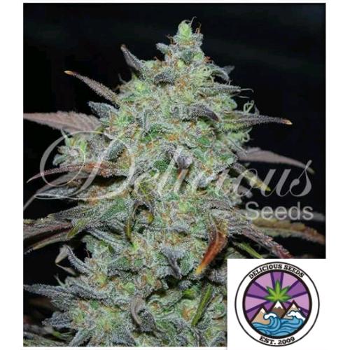 DELICIOUS SEEDS - MARMALATE FEM - 1 SEED
